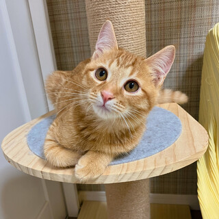 【11/19譲渡会】はちみつくん