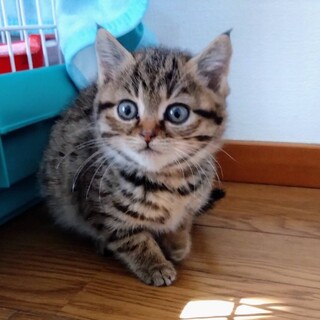ふわふわかわいい1ヶ月半の「ルルちゃん」