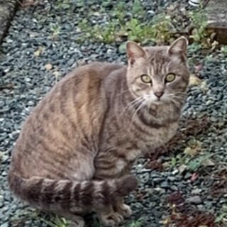 いつまでも仔猫の様な２歳児⭐︎テンテン