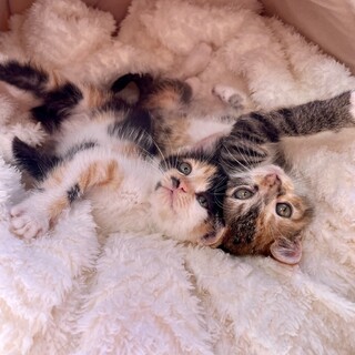 まんまるで可愛い三毛猫姉妹♪