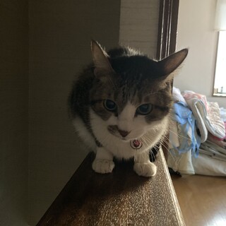 13歳♀お腹の白い 雑種　綺麗なヤンチャです????