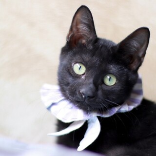 美少年のあまえんぼさん！だいだいくん！