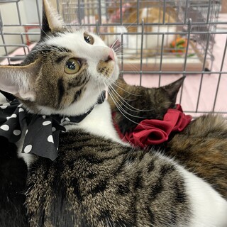 キジ白　オス　人なれバツグン