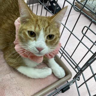 茶白猫（メス）