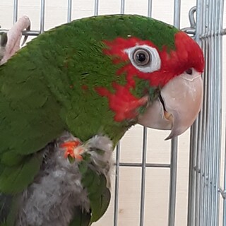 ベニガオメキシコインコ　8才