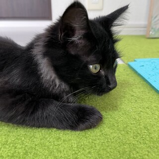 長毛イケメン黒猫男の子