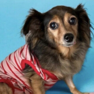 ダックス系？女の子。高齢譲渡相談のります