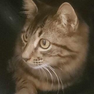 ゴージャスな長毛の、アメショー柄のゆう君！