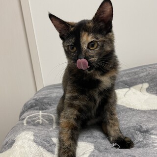 ハスキー声のサビ、ひらめちゃん