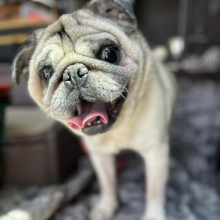 パグ撫でられるの大好き！