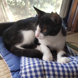 可愛いはちわれの「わっち」