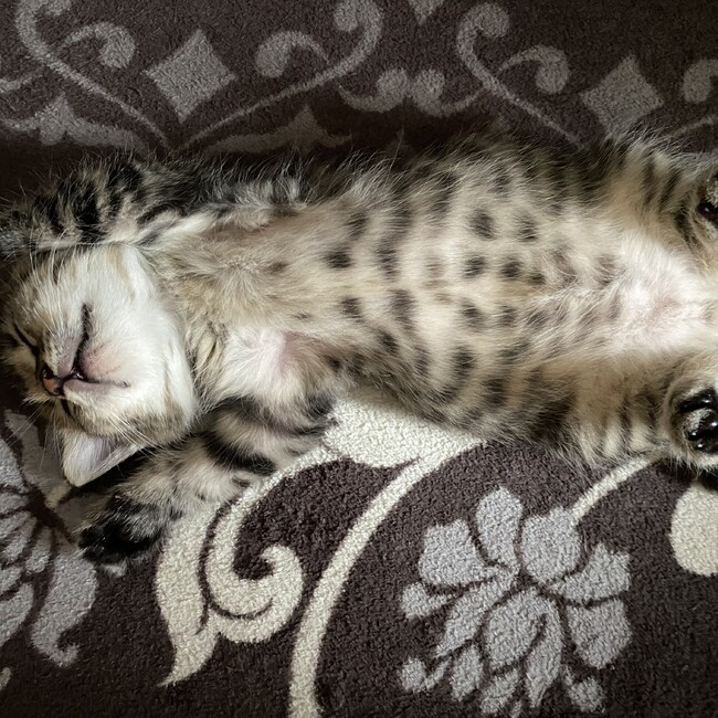 sikuningのカバー写真