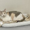パステル三毛　６歳 サムネイル5