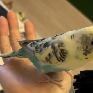 セキセイインコ　メス