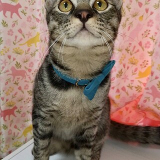 【12/24⭐️堺東にて譲渡会】参加猫なつきくん