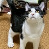 ＜こたつ君＞黒白の元気な男の子♪ サムネイル2