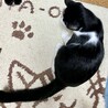 ＜こたつ君＞黒白の元気な男の子♪ サムネイル5