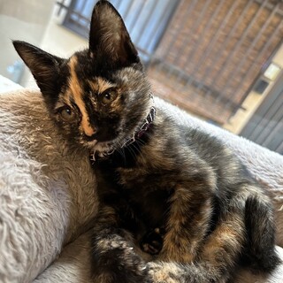 【11/26⭐️堺東にて譲渡会】参加猫みつこちゃん