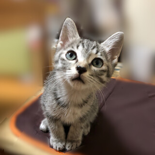 【12/24⭐️堺東にて譲渡会】参加猫響くん