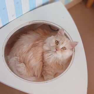 マンチカン短足女の子です