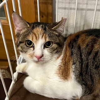 【11/26⭐️堺東にて譲渡会】参加猫キュウちゃん