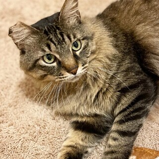 大きな甘えん坊♡6歳かげとら