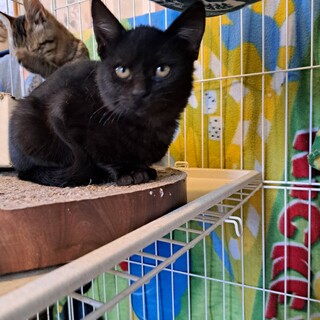 賢い黒猫　３か月男の子人なれしてます