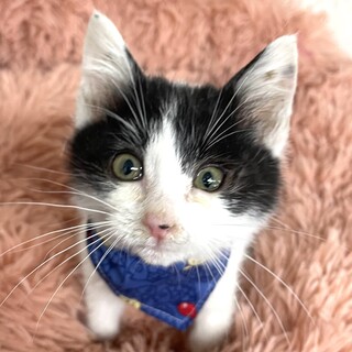 ニャン太♂2ヶ月位・遊んでもらうのが大好きです。