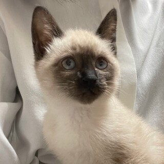 [お見合い歓迎]カナンちゃん♥︎