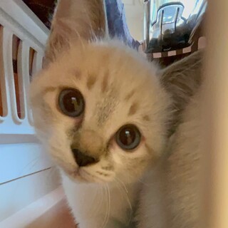 [お見合い歓迎]フランちゃん♥︎