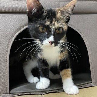 凛々しいお顔の、みけ子ちゃん