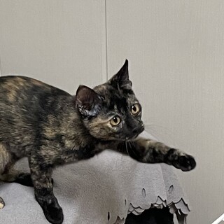 すばしっこく賢いサビ、かれいちゃん