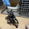 すばしっこく賢いサビ、かれいちゃん サムネイル2