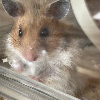 ゴールデンハムスター メス