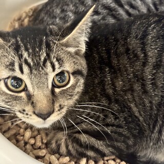 生後5か月　少しビビリなキジトラ男の子