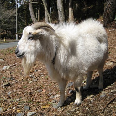ヤクシマヤギとシバヤギのミックスも飼ってました