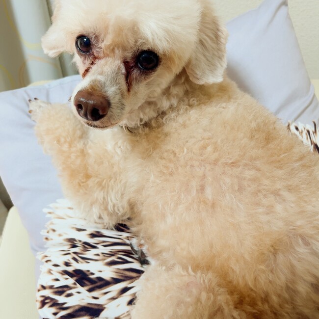 よなままのカバー写真