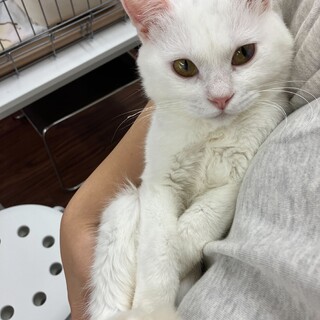小柄な白猫♂人慣れ⭕️マリーくん