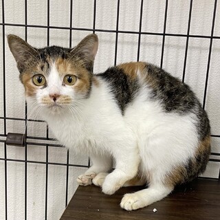 プリンセス顔のベル✨三毛猫1歳✨可愛さ100%✨