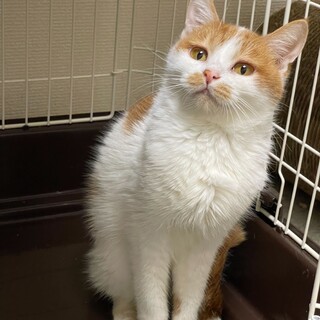 ふくふく顔の茶白猫✨ルーズちゃん✨メス