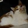 ふくふく顔の茶白猫✨ルーズちゃん✨メス サムネイル2
