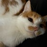 ふくふく顔の茶白猫✨ルーズちゃん✨メス サムネイル4
