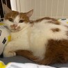 ふくふく顔の茶白猫✨ルーズちゃん✨メス サムネイル5