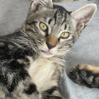 1歳6ヶ月ですが、子猫サイズの可愛い女の子です。