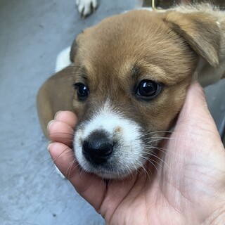 一旦募集停止甘えん坊なうららちゃん
