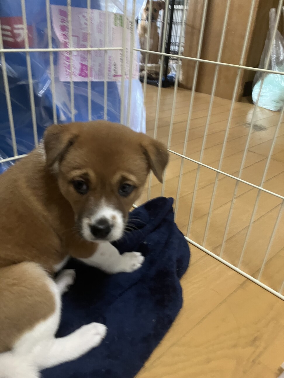 一旦募集停止甘えん坊なうららちゃん サムネイル2