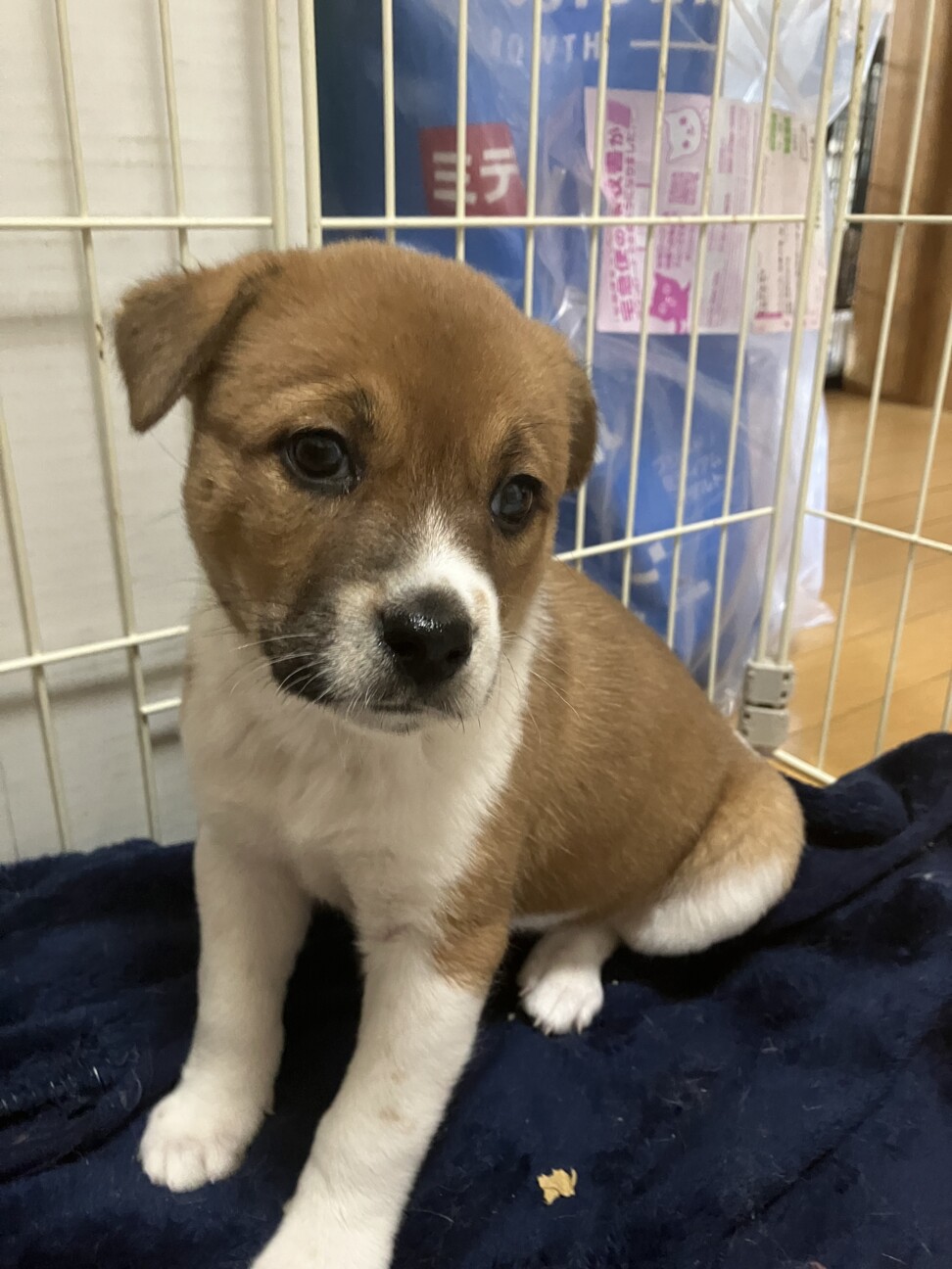 一旦募集停止甘えん坊なうららちゃん サムネイル3