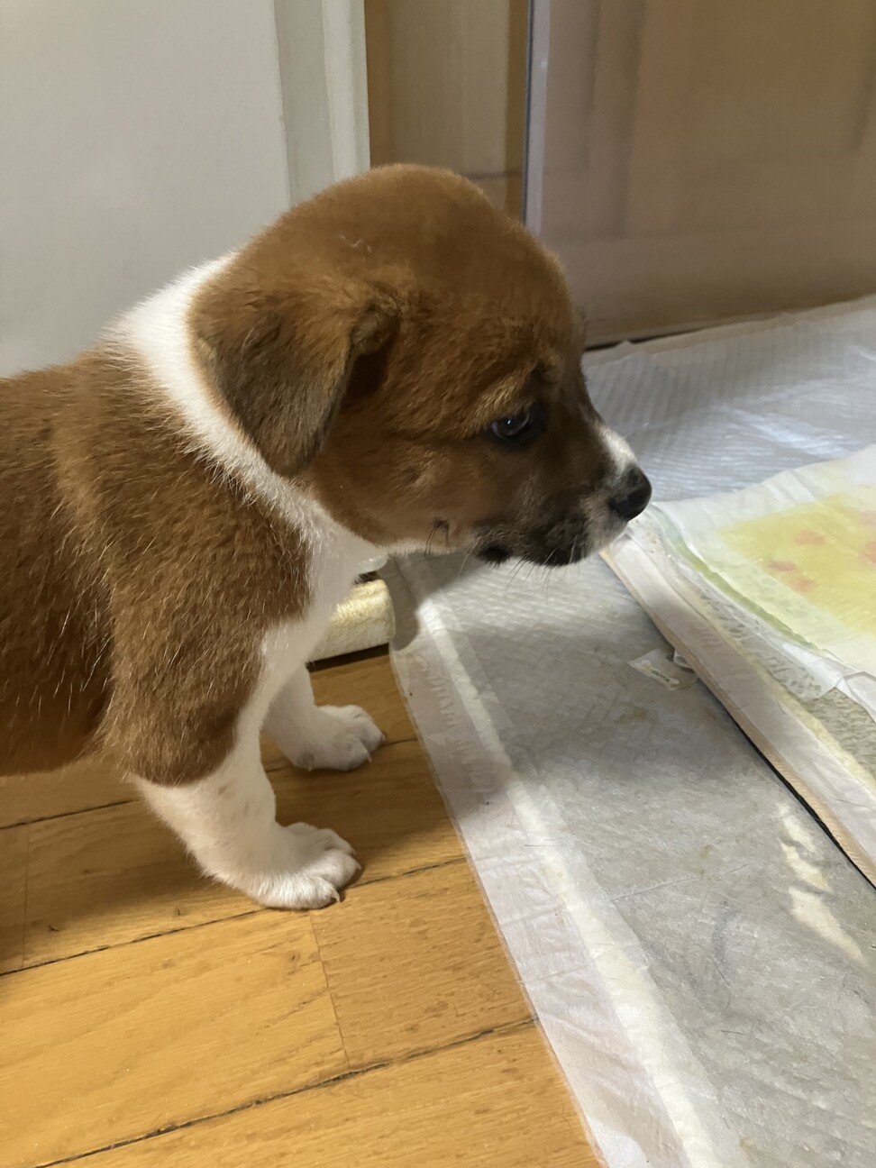 一旦募集停止甘えん坊なうららちゃん サムネイル4