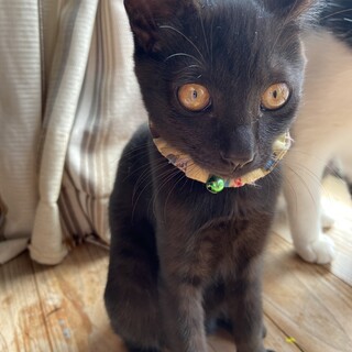 黒猫　メス　約3ヶ月くらい　ヒョウちゃん(仮)