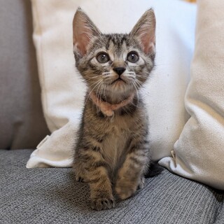 麦わら子猫✨トイちゃん♀✨人慣れ◎